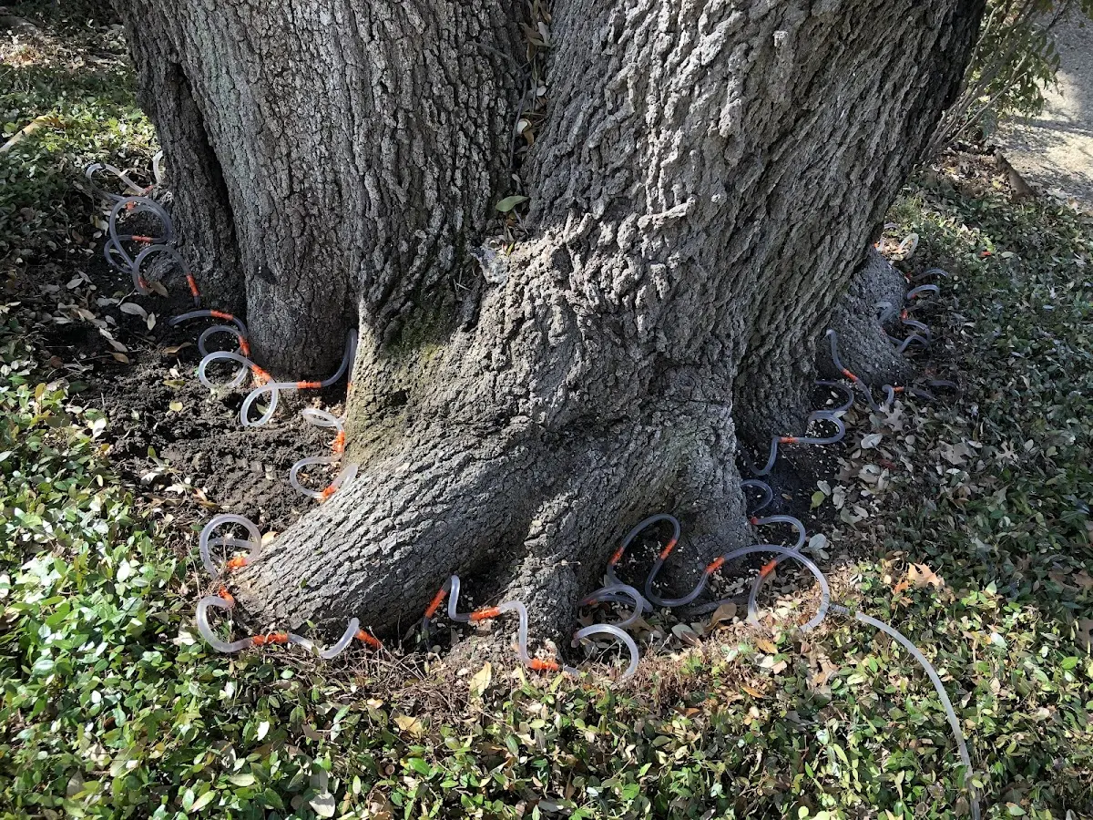 Detailed Tree Cabling and Bracing job site in Mc Laughlin